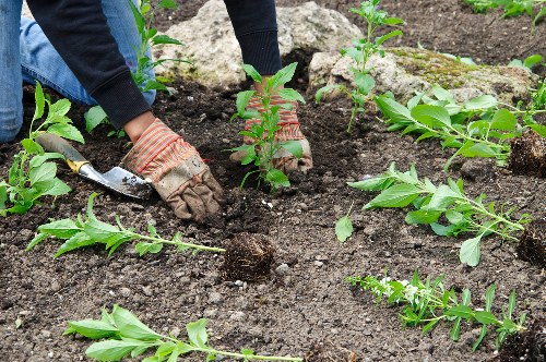 Gardeners in Kew presenting year-round garden upkeep