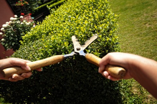 Experienced tree surgeon providing maintenance in Kew