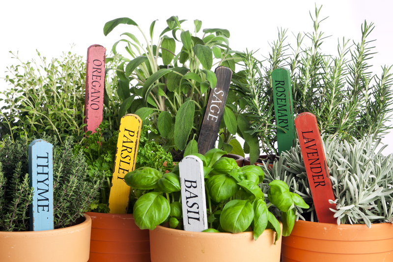 garden design garden care