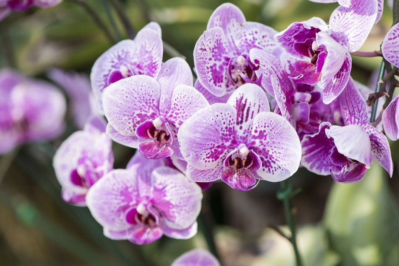 garden outdoor space